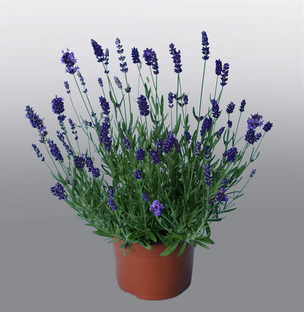 Sale Lavender angustifolia, true lavender, officinal lavender, lavandu – Il  Lavandeto Di Assisi