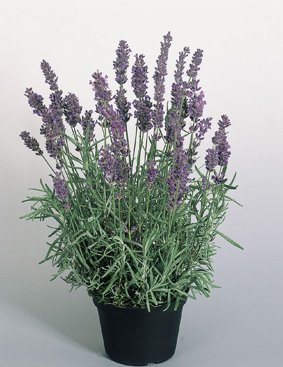 Sale Lavender angustifolia, true lavender, officinal lavender, lavandu – Il  Lavandeto Di Assisi